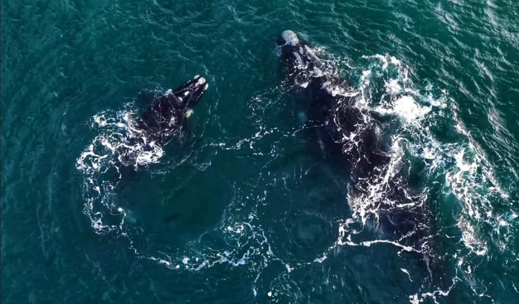 Southern right whales, Hermanus
