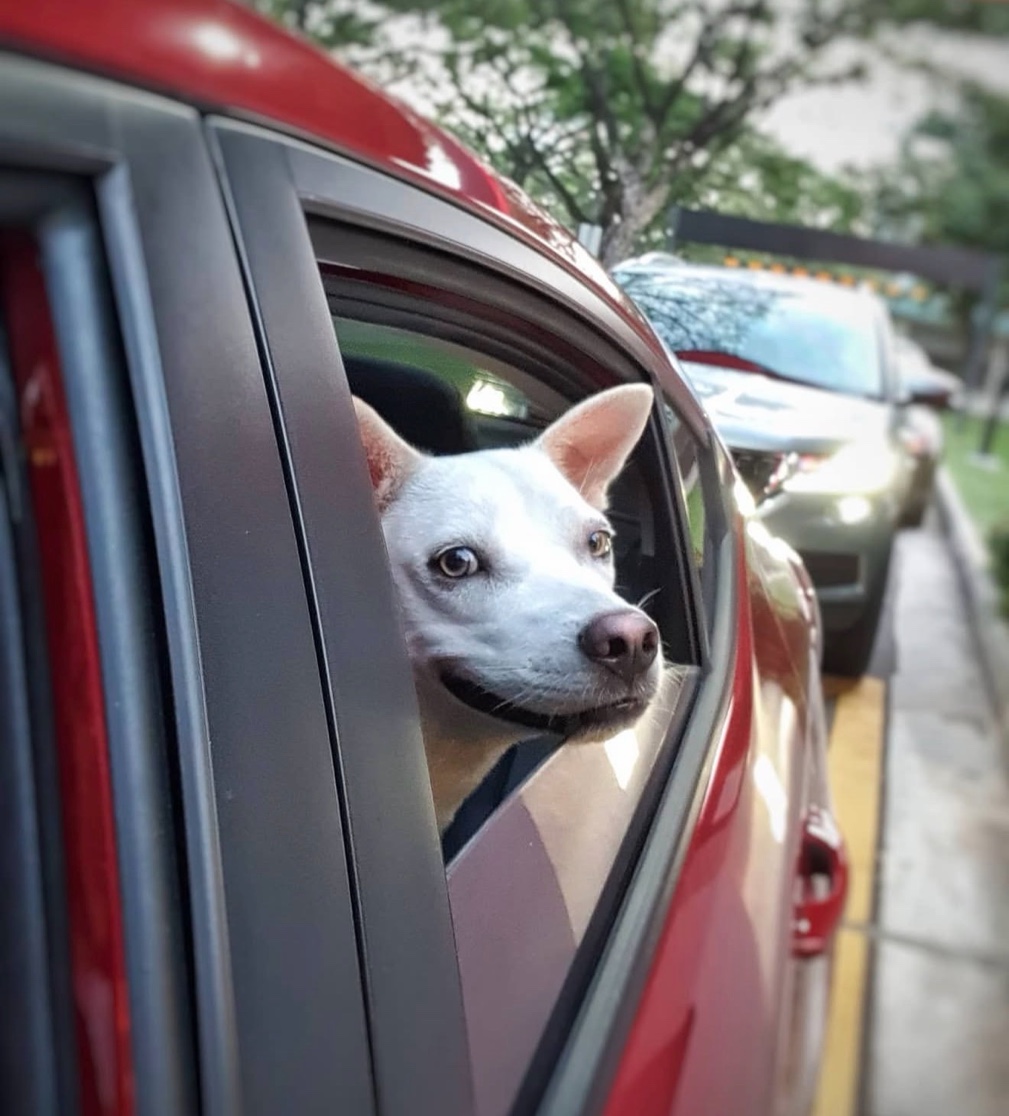 Loki peering out of car window
