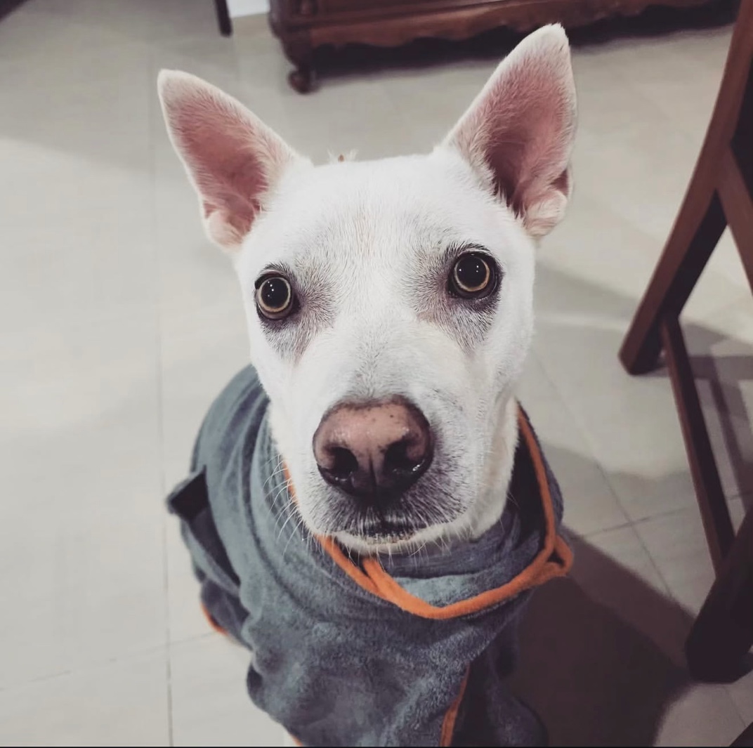 Loki close-up portrait